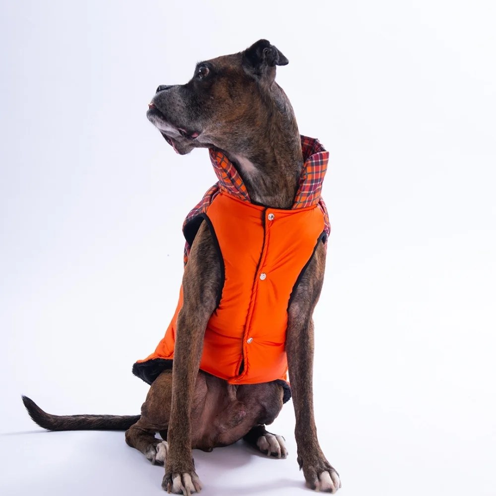 PawStar 25151 Turuncu Elgin Paws Büyük Irk Yelek