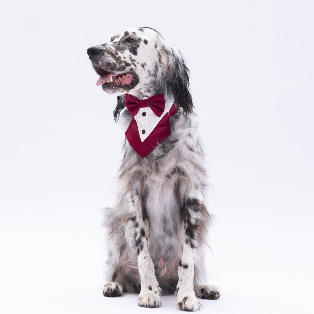PawStar Bordo Smokin Fular