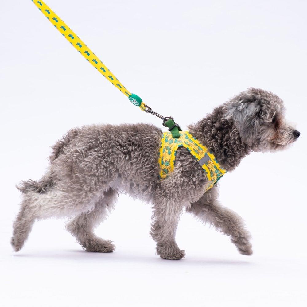 PawStar L16 Cactus Sevk Kayışı