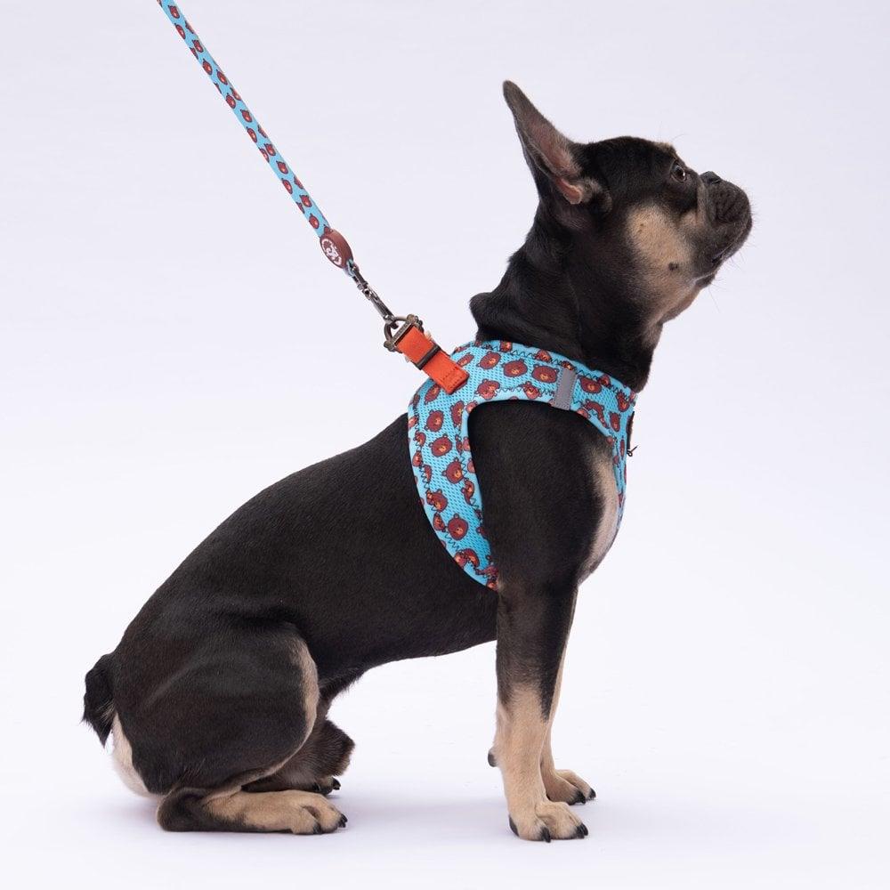 PawStar L27 Bears Sevk Kayışı
