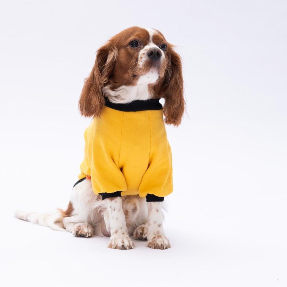 PawStar Sarı Loviisa Sweat Küçük ve Orta Irk