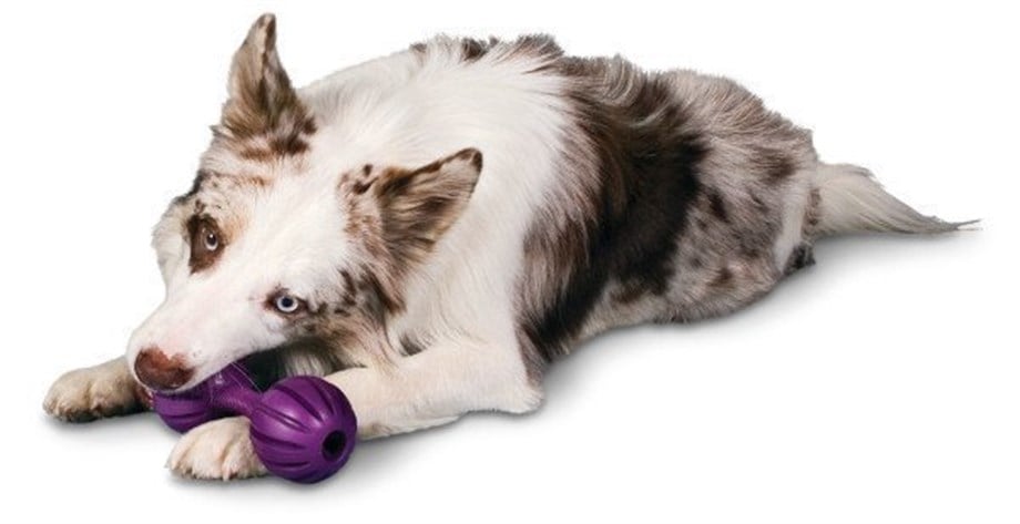 PetSafe Busy Buddy Waggle Salla Ye Oyuncak M/L