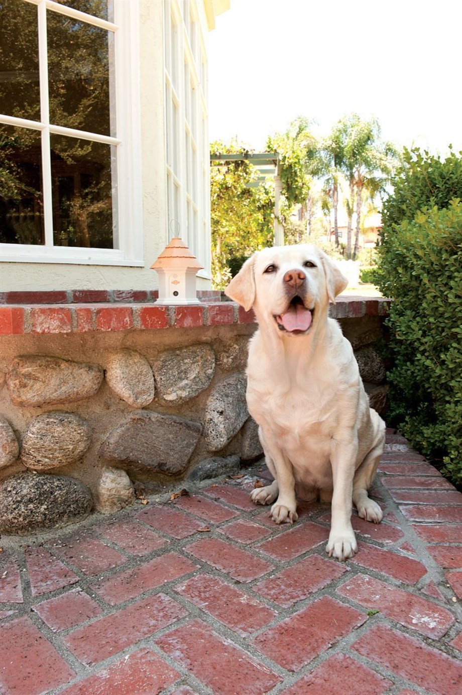 PetSafe DELUXE Dış Mekan Köpek Havlama Önleyici