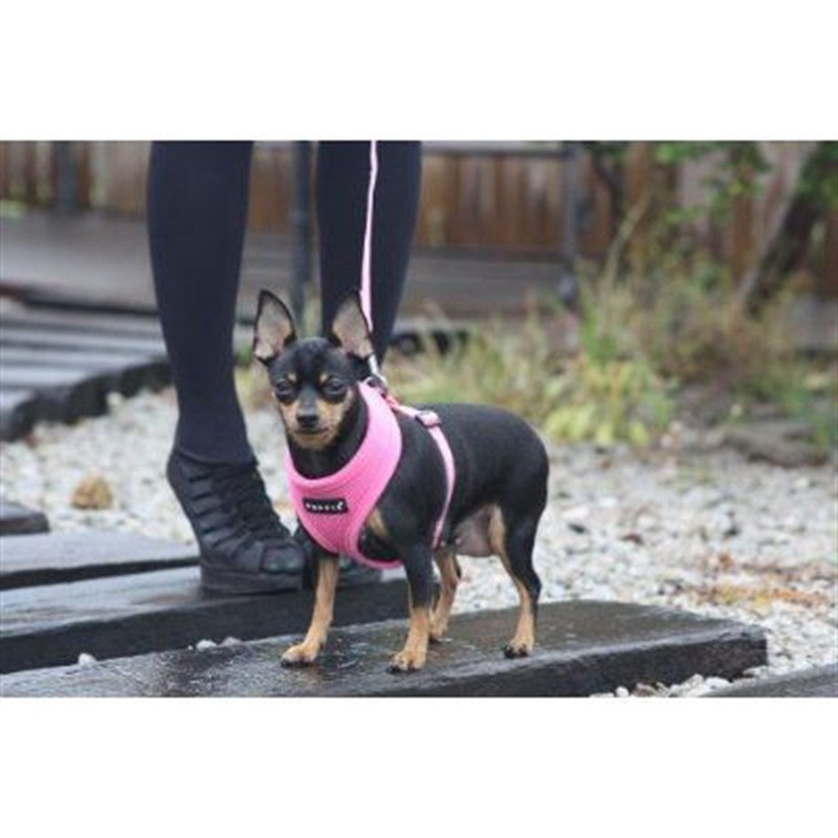 Puppia Soft Köpek Tasma Pembe