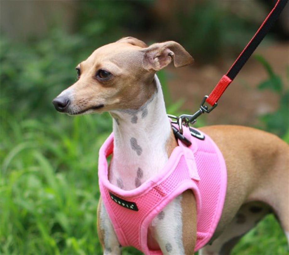 Puppia Soft Vest Köpek Yelek Tasma Pembe