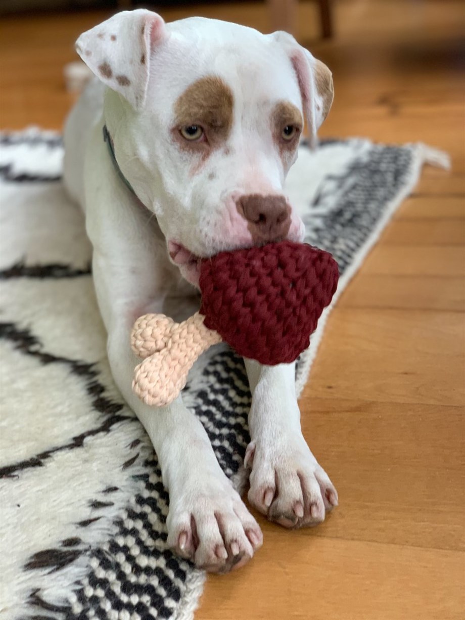 St. Pia Bistecca Toy Handmade Köpek Oyuncak