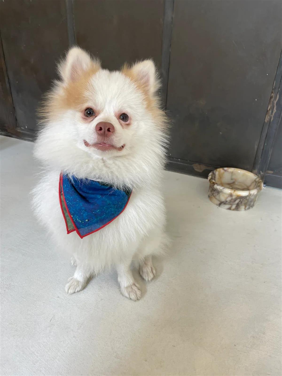 St. Pia Party Köpek Bandana