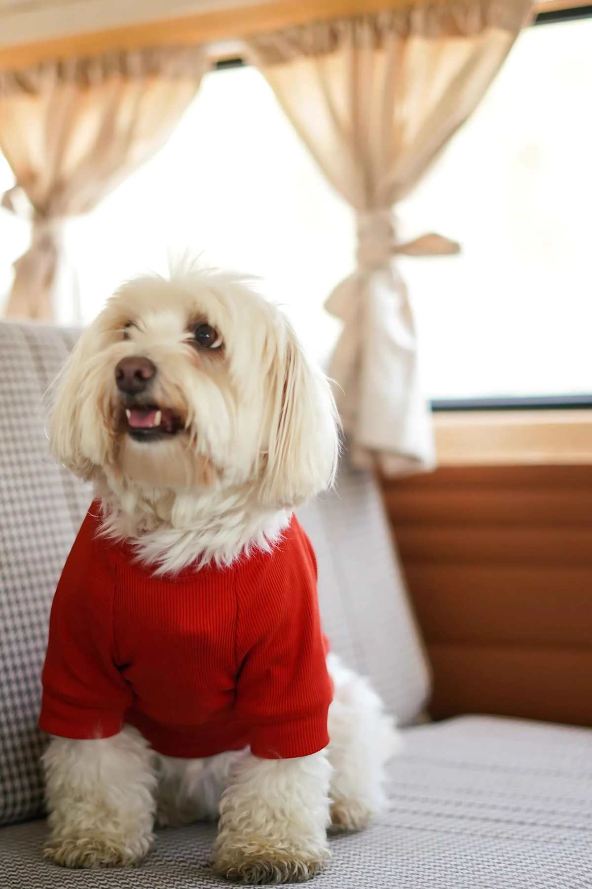 TheGang Tişört Eat Play Hav Puréed Pumpkin