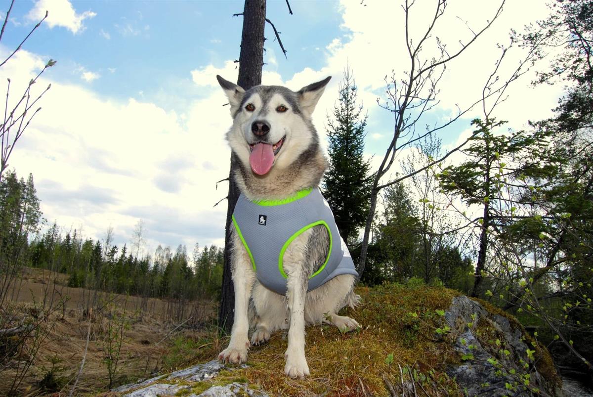 True Love Soğutucu Özellikli Turuncu-Gri Köpek Yeleği