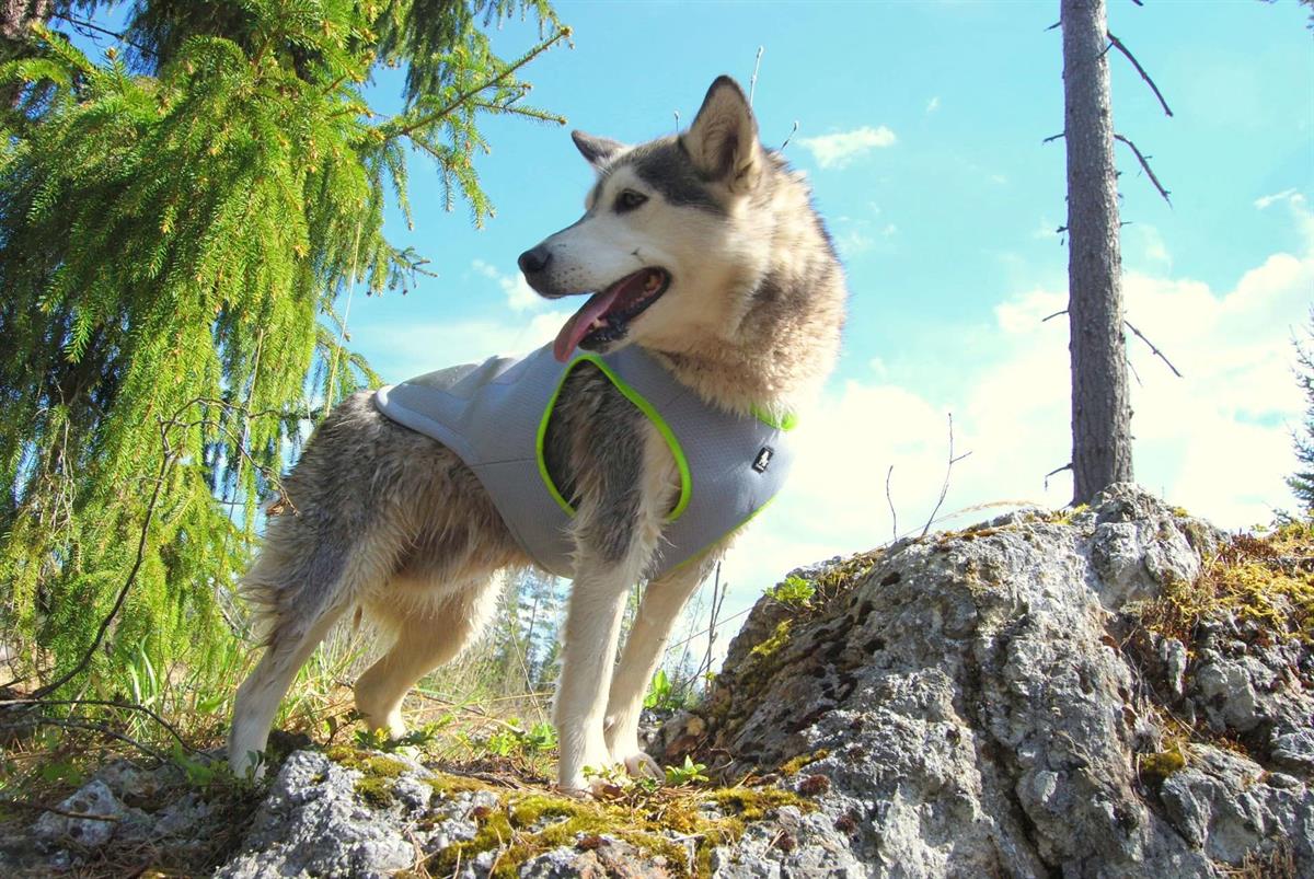 True Love Soğutucu Özellikli Turuncu-Gri Köpek Yeleği