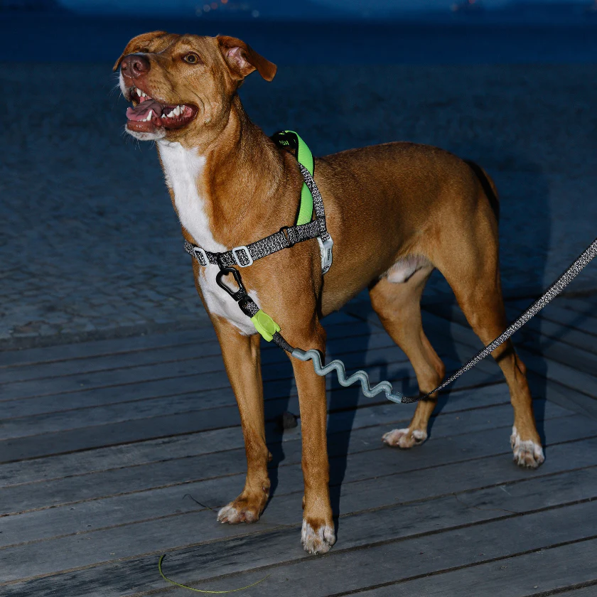 Zee.Dog Nox Ruff Gezdirme Tasması