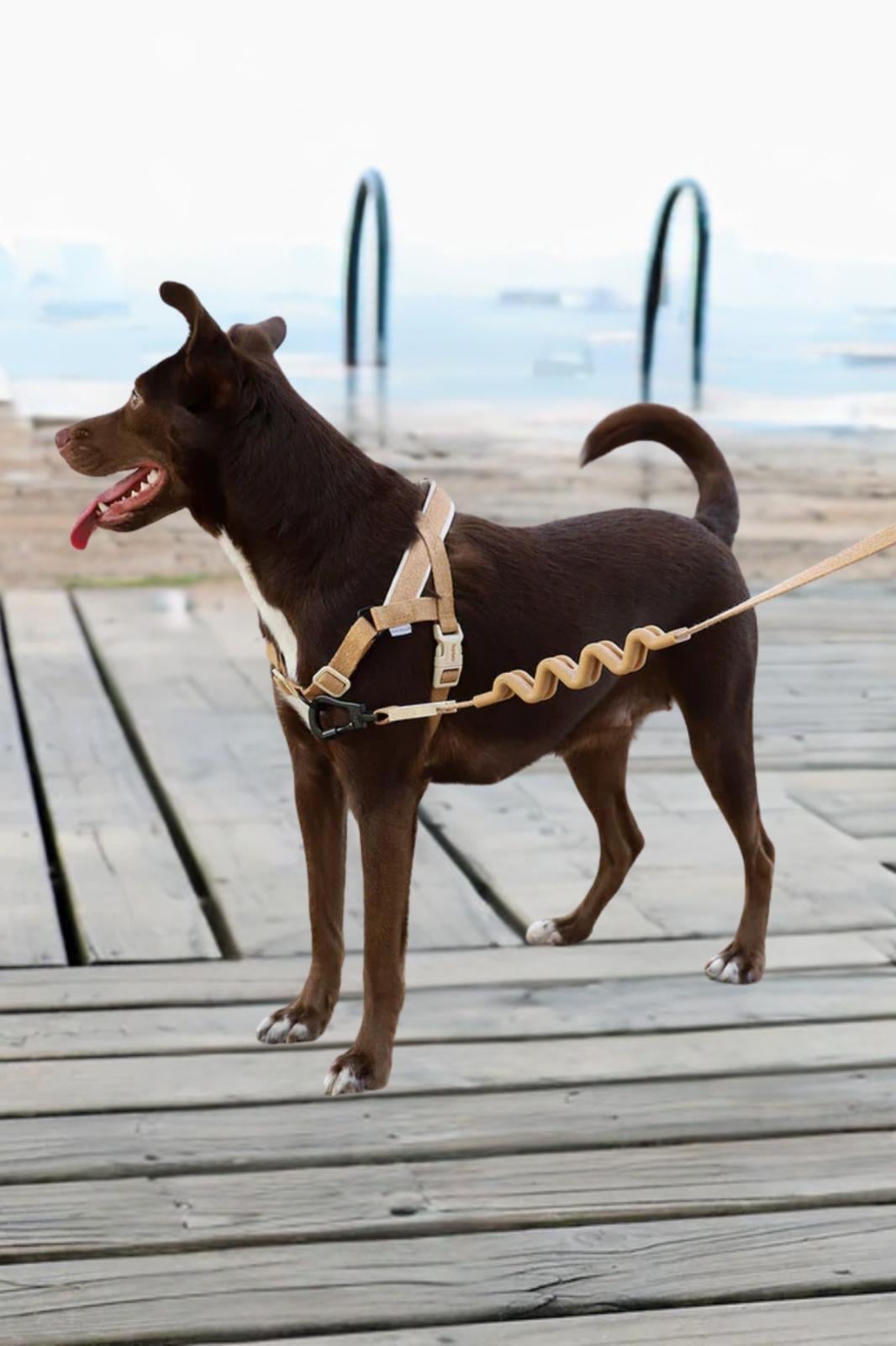 Zee.Dog Dune Softer Walk Köpek Göğüs Tasması