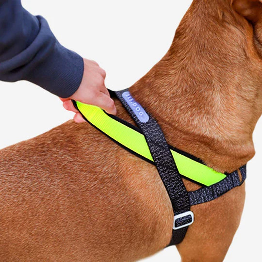 Zee.Dog NOX Softer Walk Köpek Göğüs Tasması