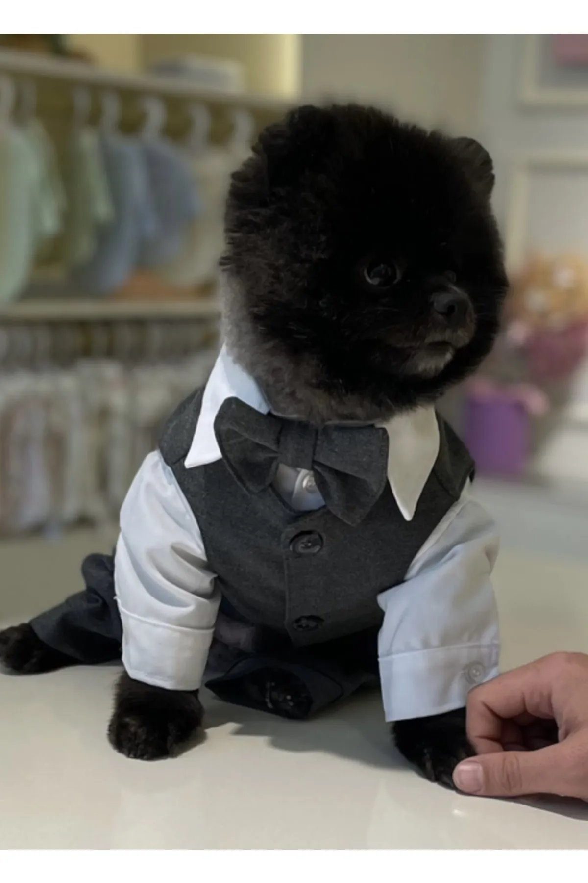 ZiggyDog Köpek Kıyafet Takım Elbise Gri