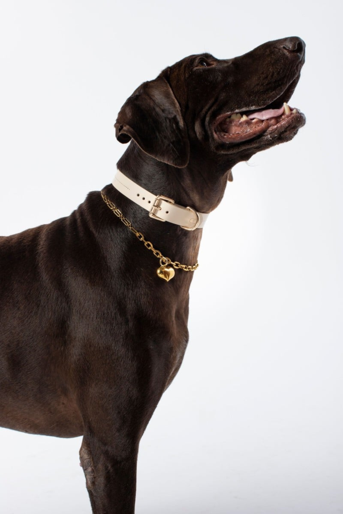 Zoe Pet Atelier Classic Boyun Tasması - Bej