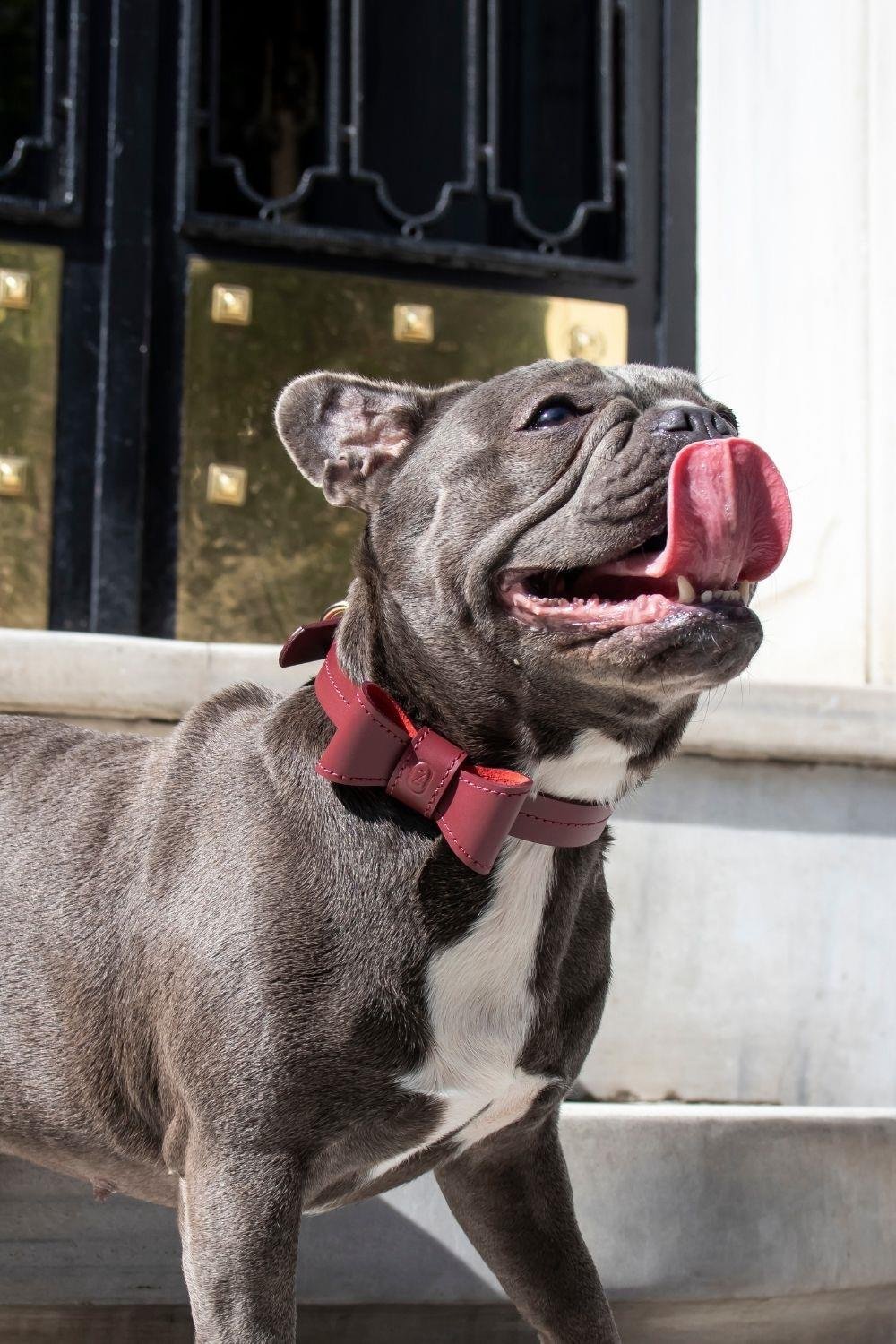 Zoe Pet Atelier Classic Boyun Tasması - Bordo