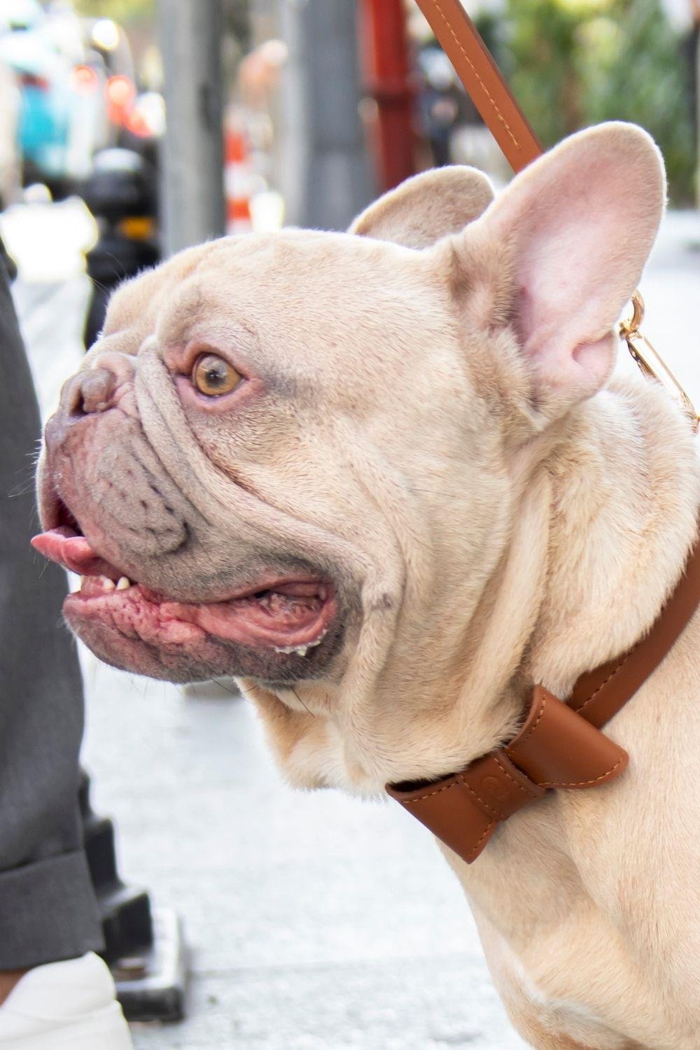 Zoe Pet Atelier Classic Boyun Tasması - Taba