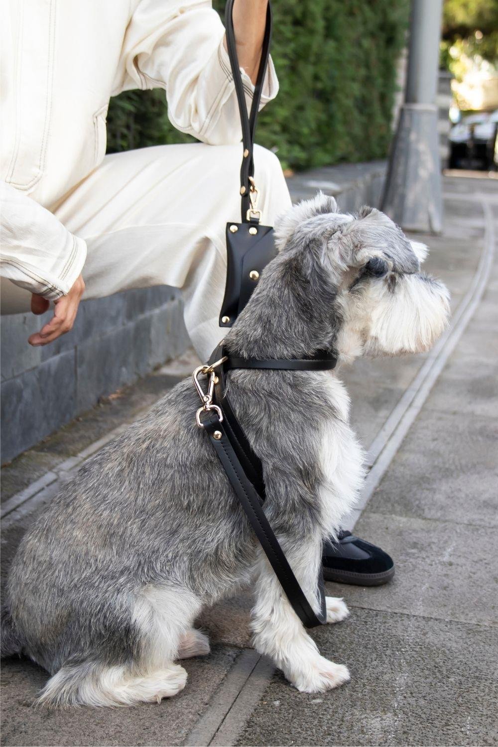 Zoe Pet Atelier Classic Köpek Gezdirme Kayışı - Siyah