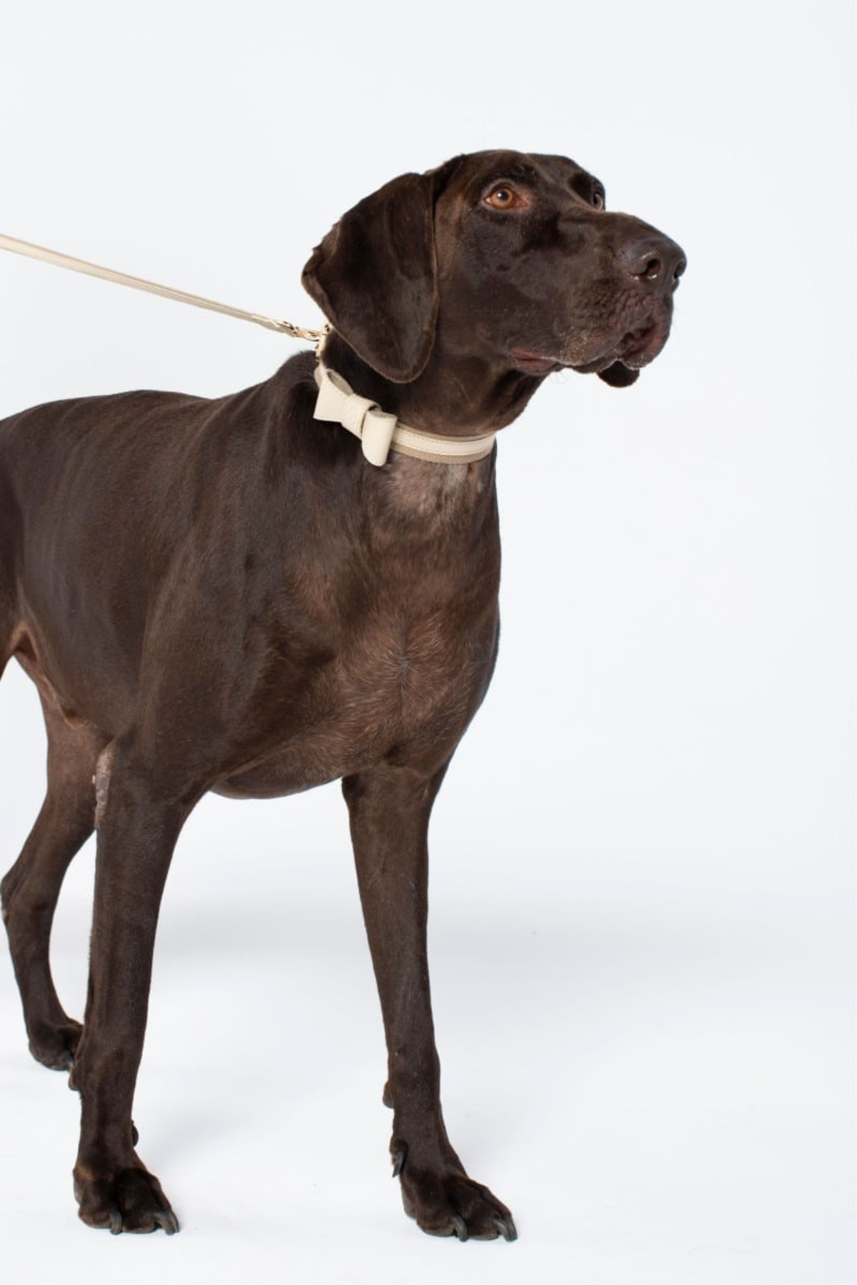 Zoe Pet Atelier Deri Papyon - Bej 