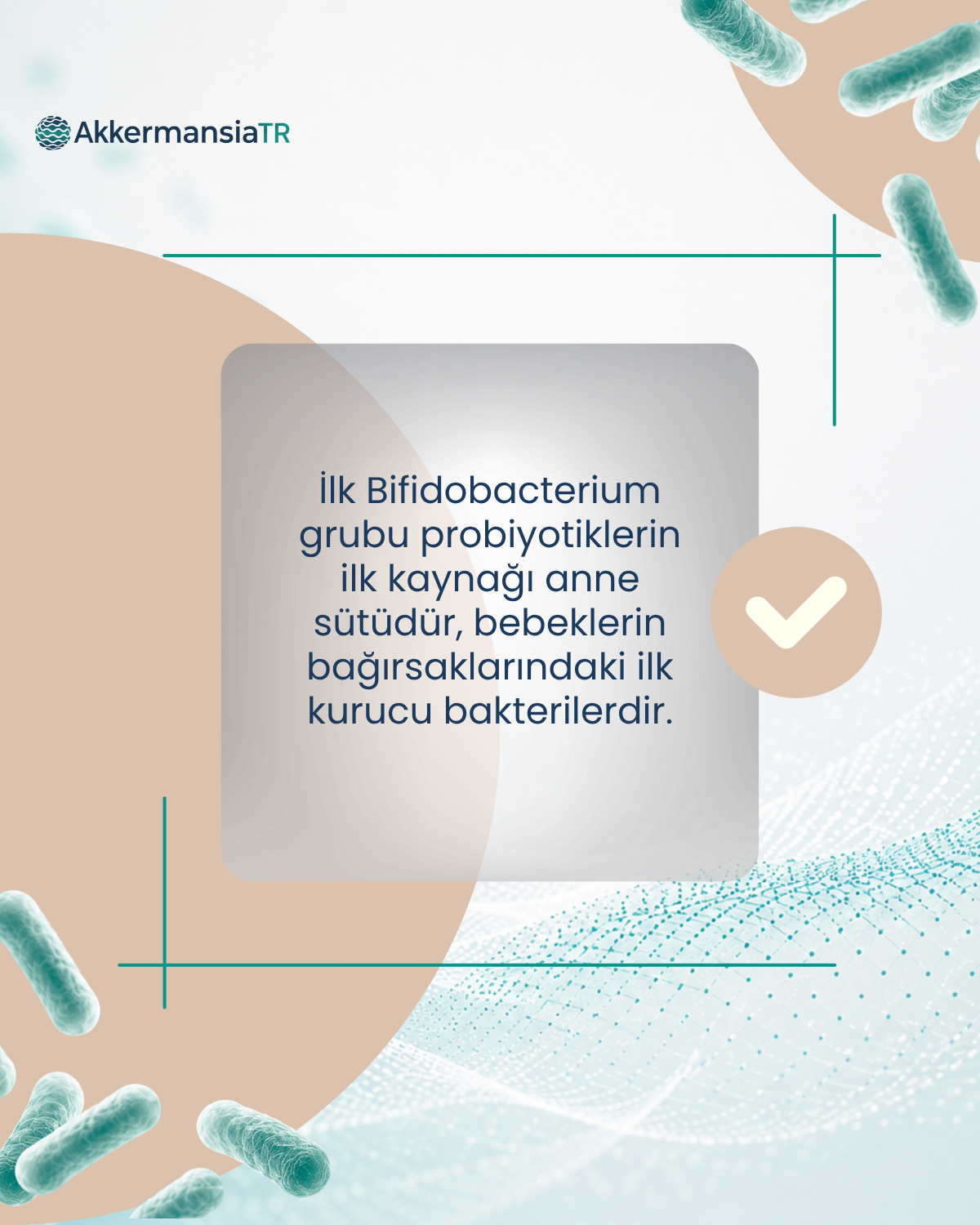 BifidobacteriumBoost 60 Kapsül