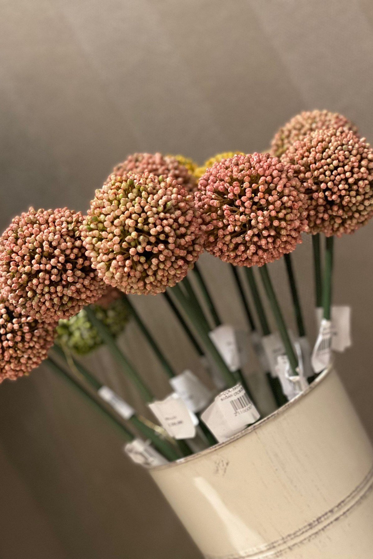 Soğan Çiçeği 50 cm