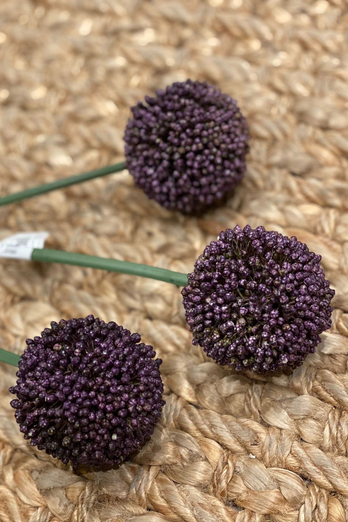 Soğan Çiçeği 50 cm