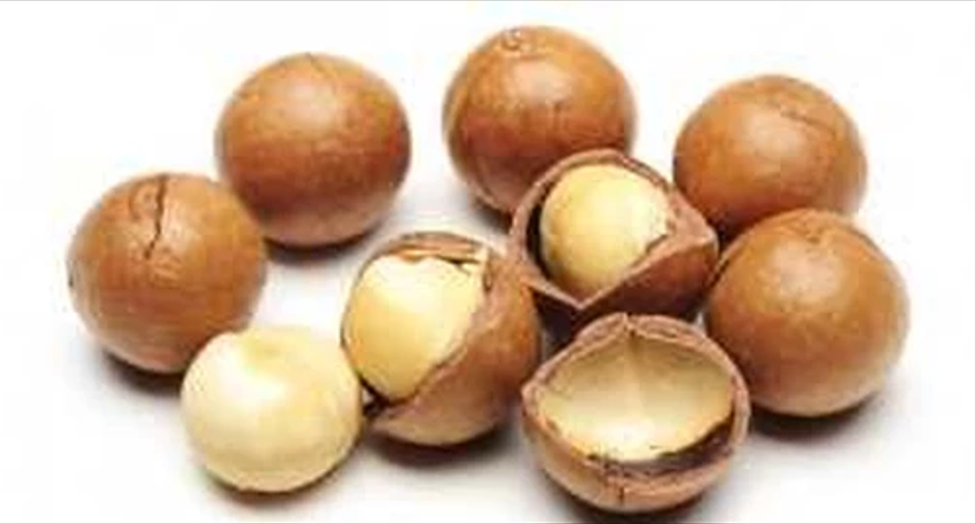 Kabuklu Kavrulmuş Makademya Fındığı 500 Gram