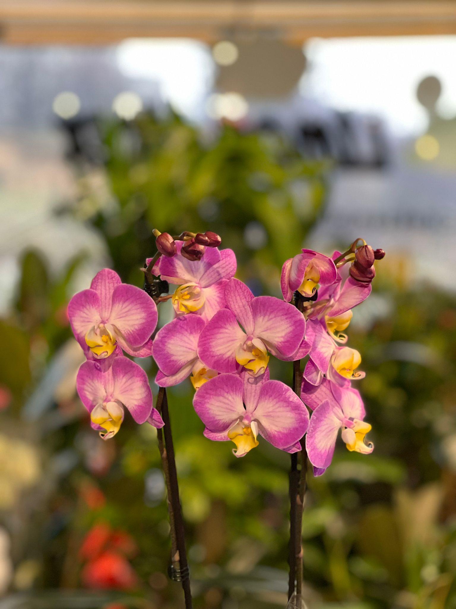 İthal Çift Dallı Pembe Desenli Orkide