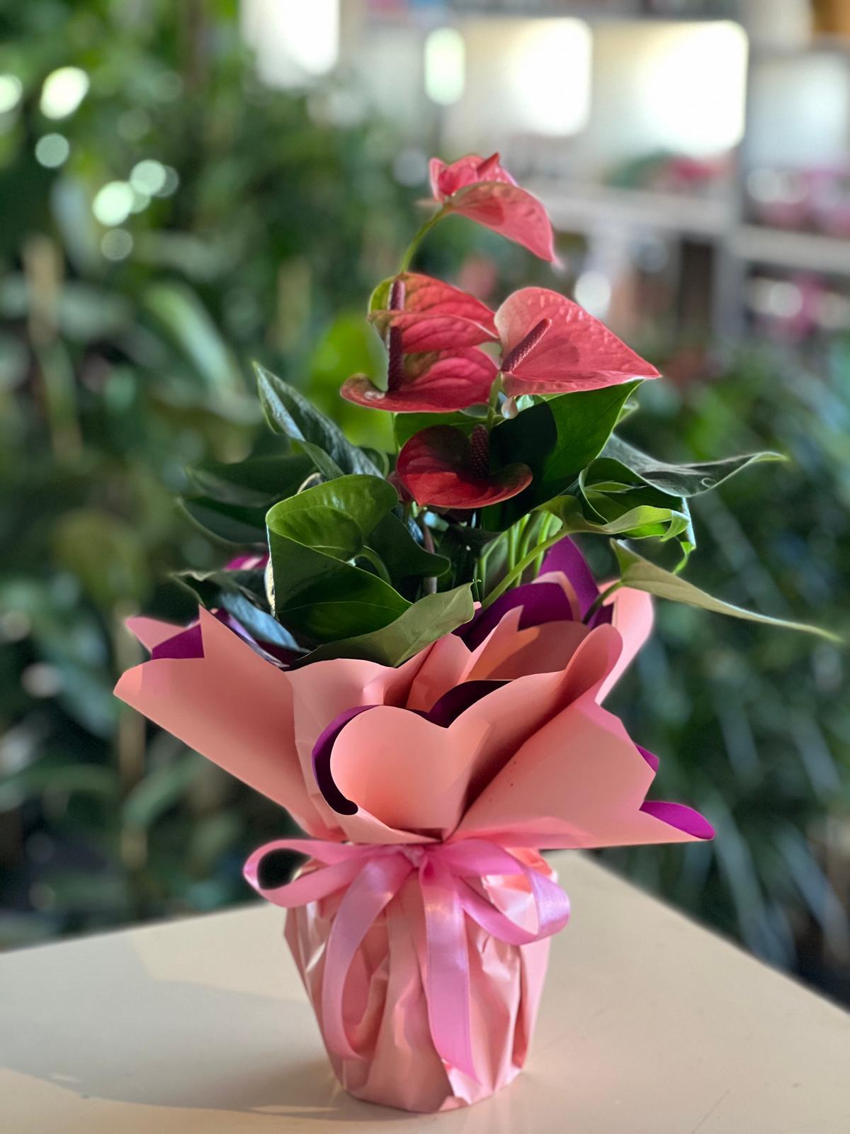 İthal Pembe Antoryum