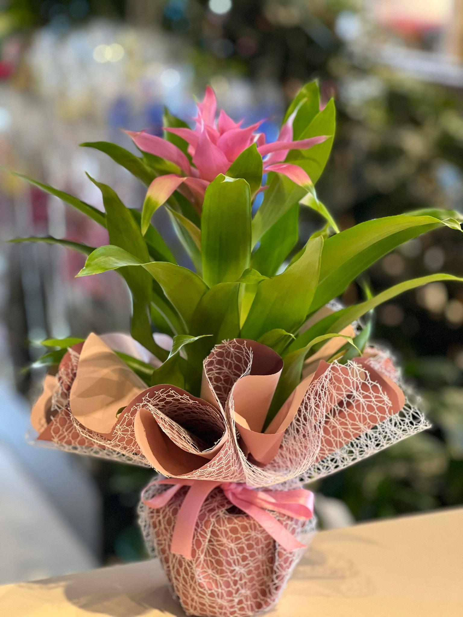 İthal Pembe Guzmania