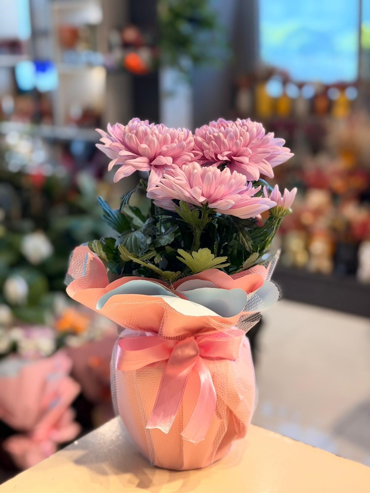 İthal Pembe Krizantem