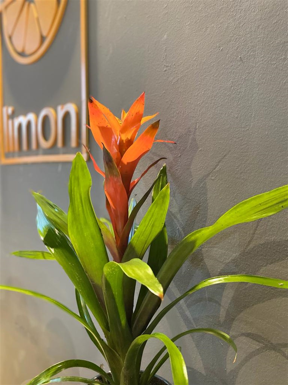 İthal Turuncu Guzmania