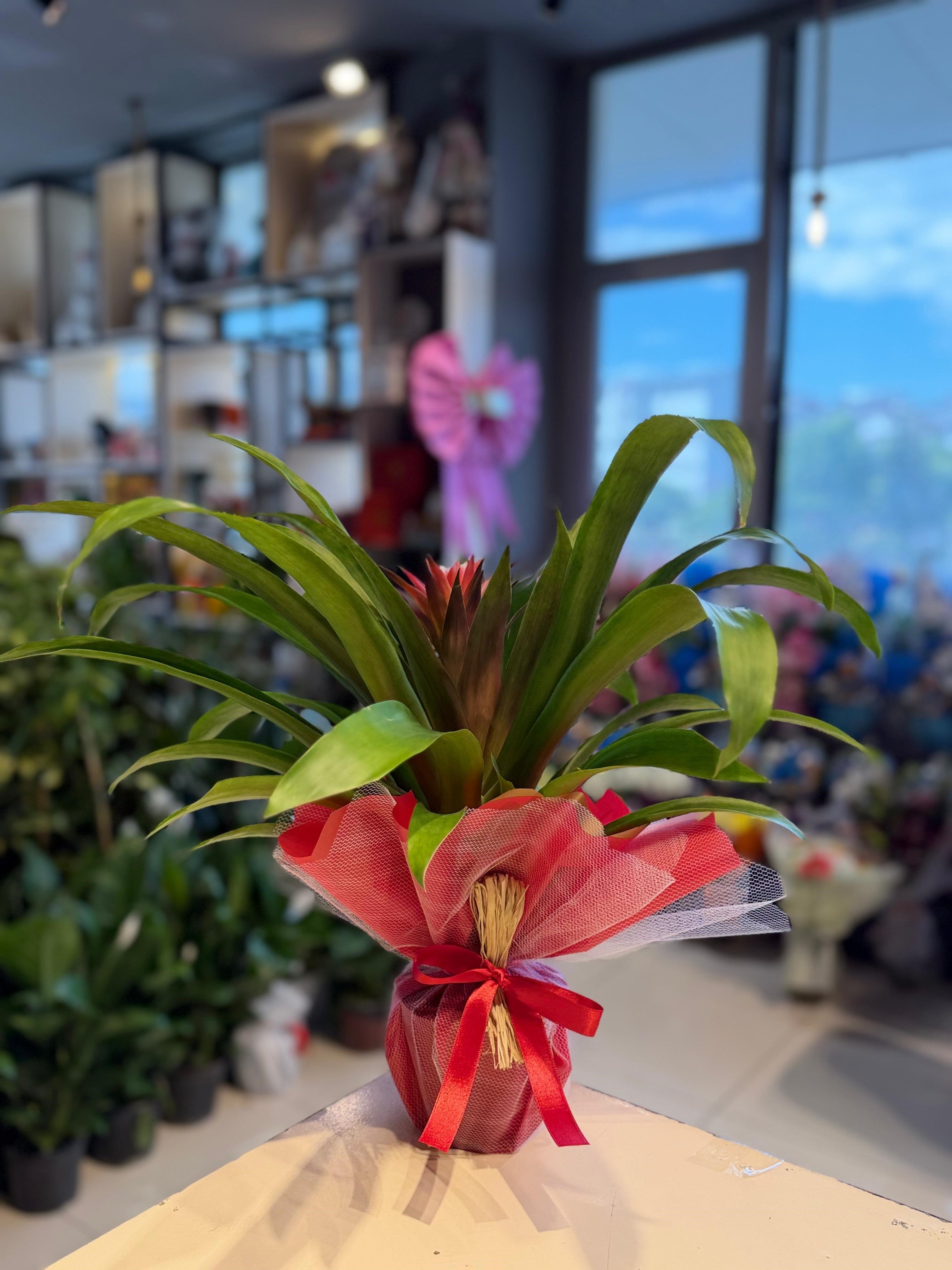 Kırmızı Guzmania (Bromelia)