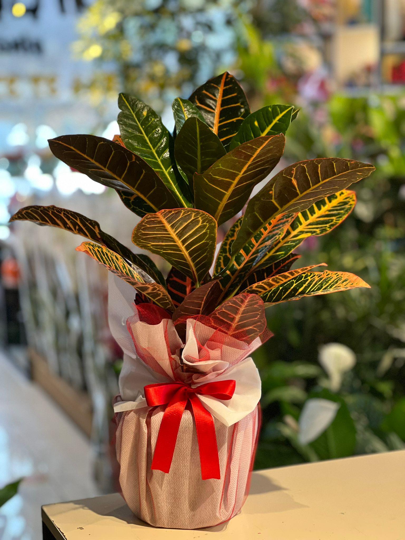Kroton Çiçeği 60 Cm