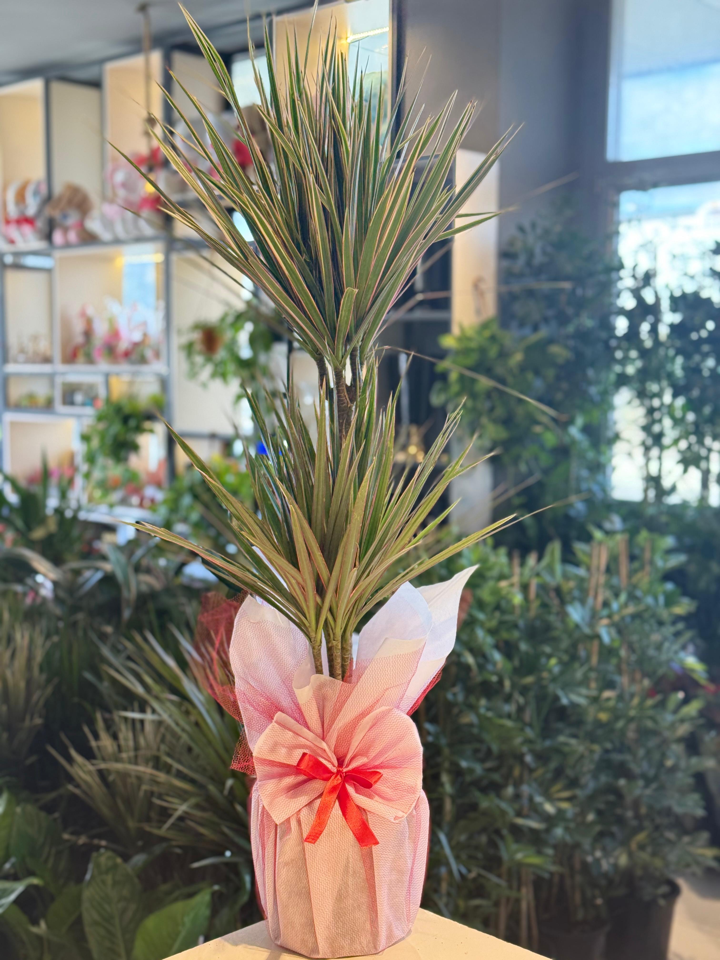 Marginata Tricolor İkili