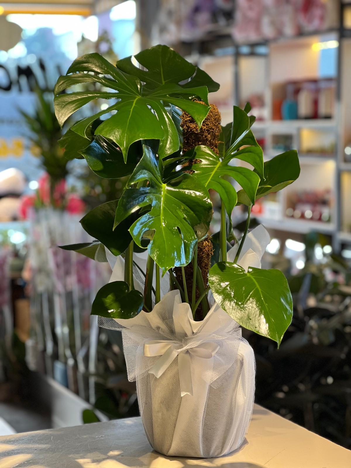 Monstera Çiçeği