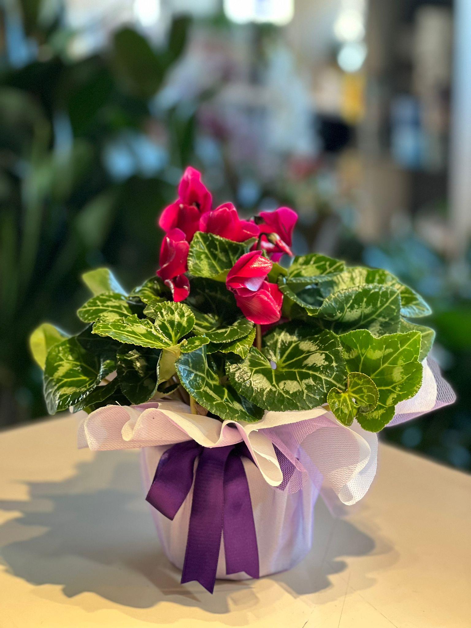 Mor Sıklamen Çiçeği