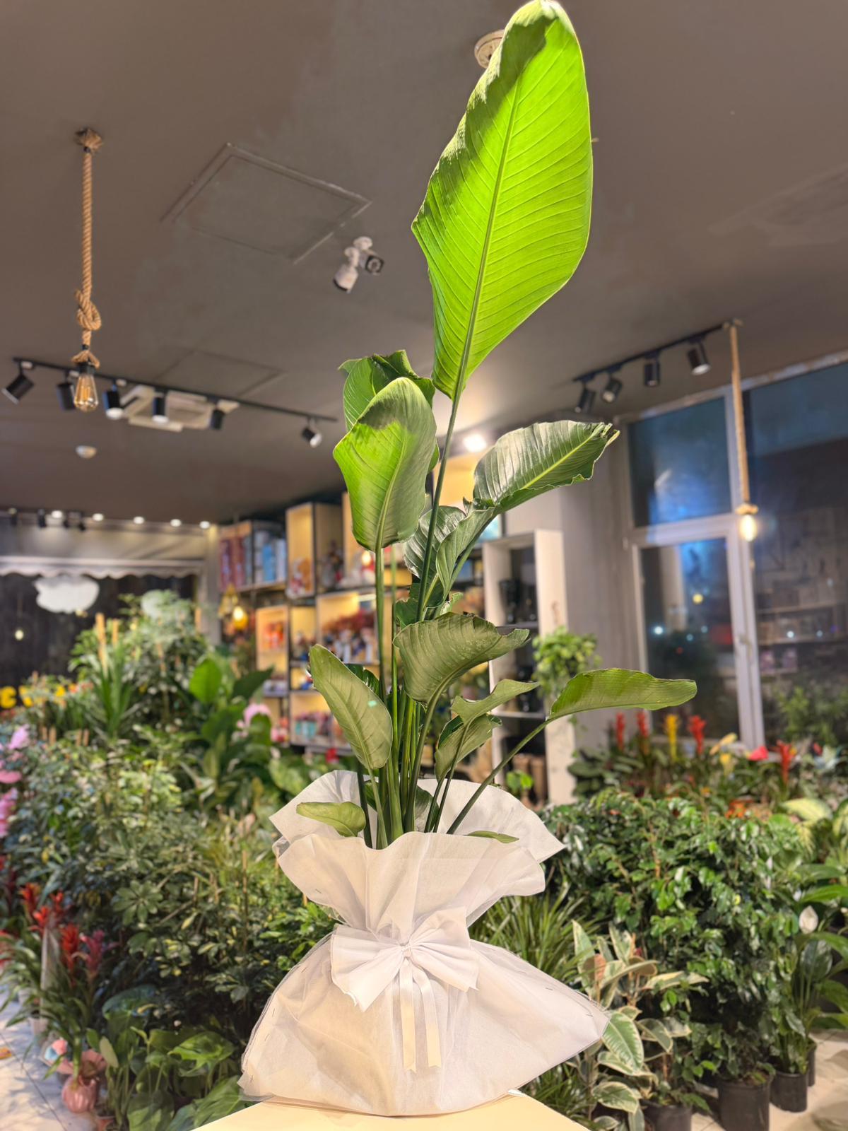 Starliçe Çiçeği 170 Cm