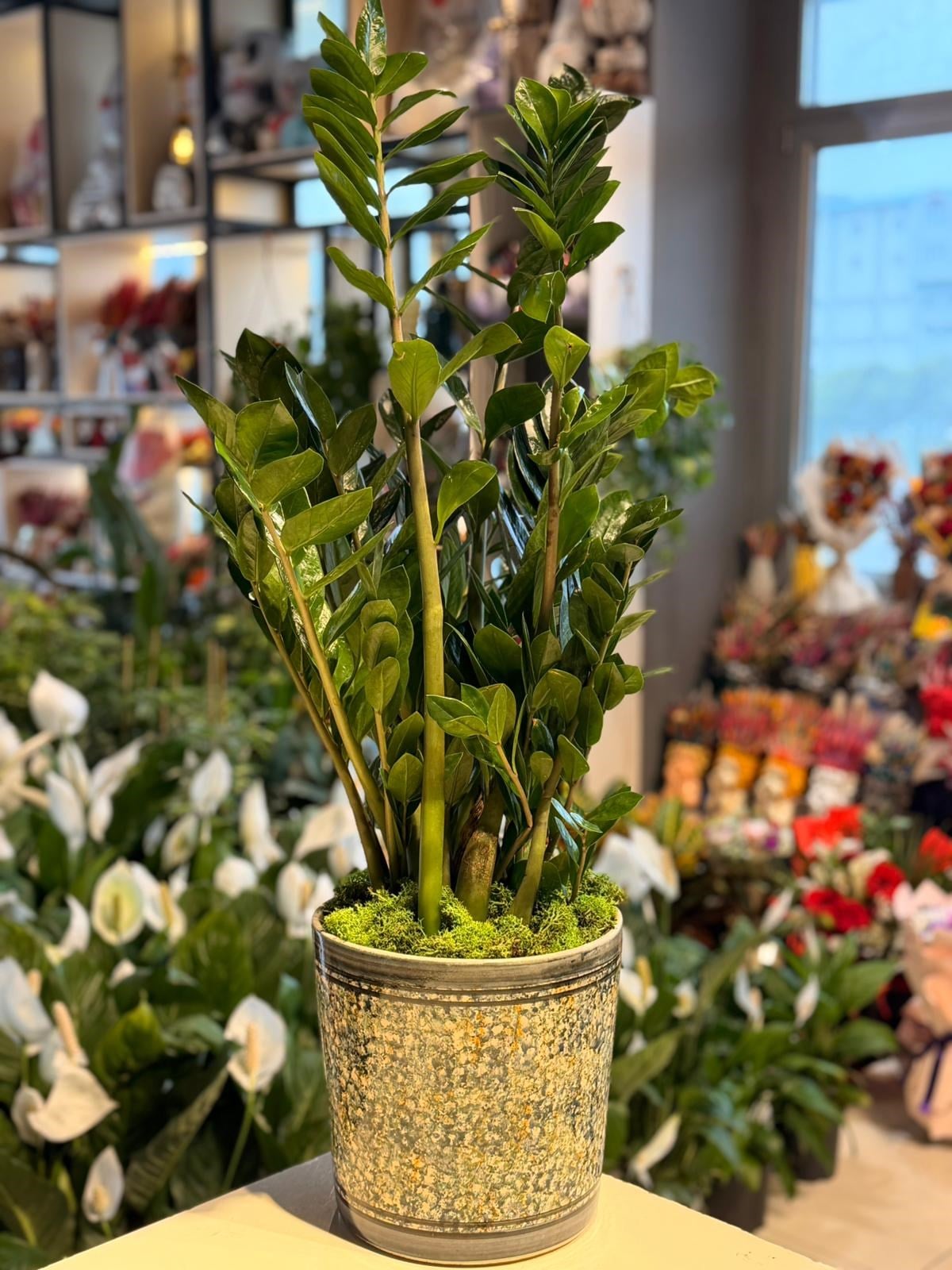 Yeşil Mavi Desenli Seramik Zamia Çiçeği 110 Cm