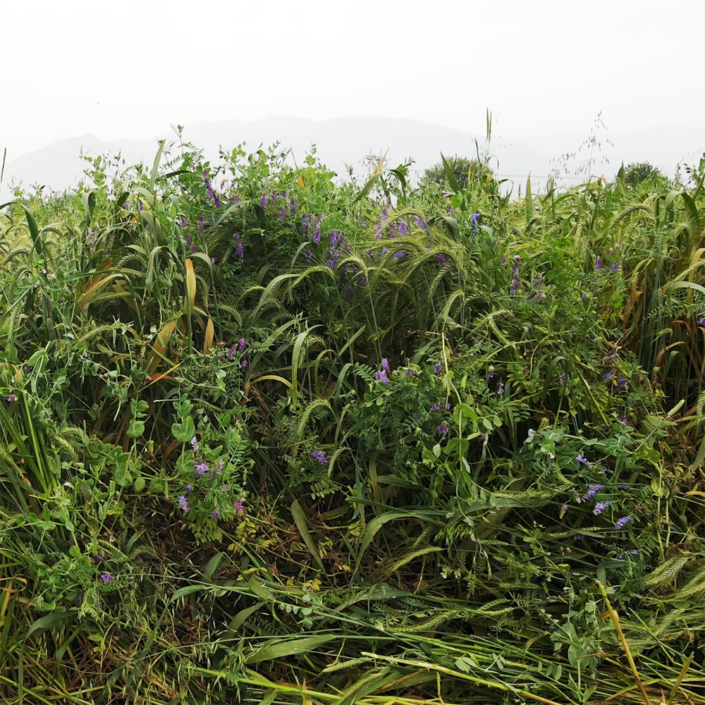 5'li Karışım Yem Bitkisi Tohumu 25 Kg.