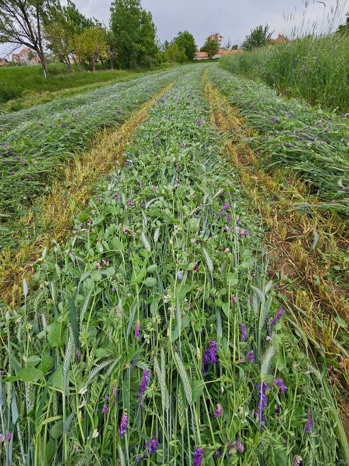 5'li Karışım Yem Bitkisi Tohumu 25 Kg.