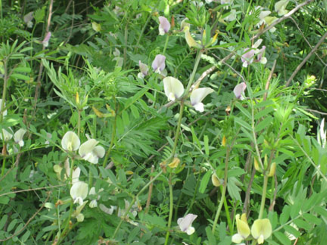 Adi Fiğ Tohumu Yerli Fiğ 25 KG