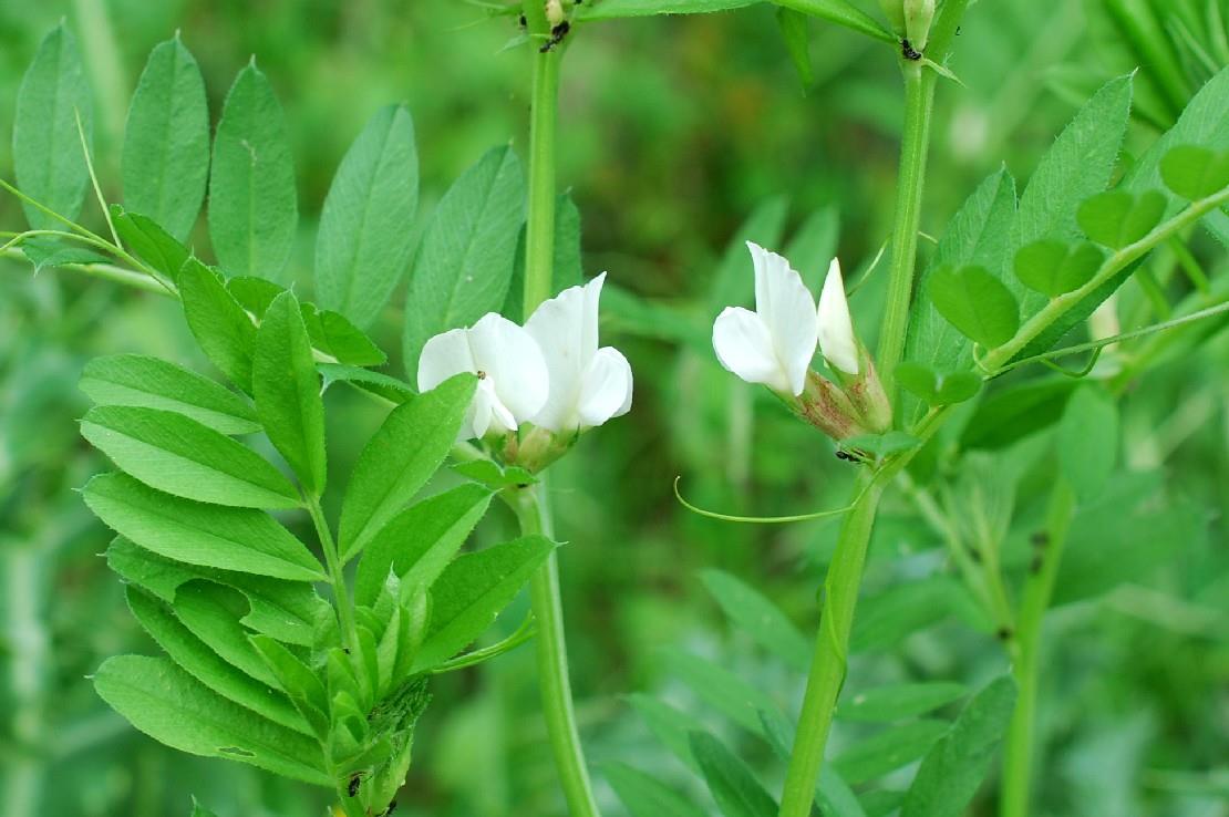 Adi Fiğ Tohumu Yerli Fiğ 25 KG