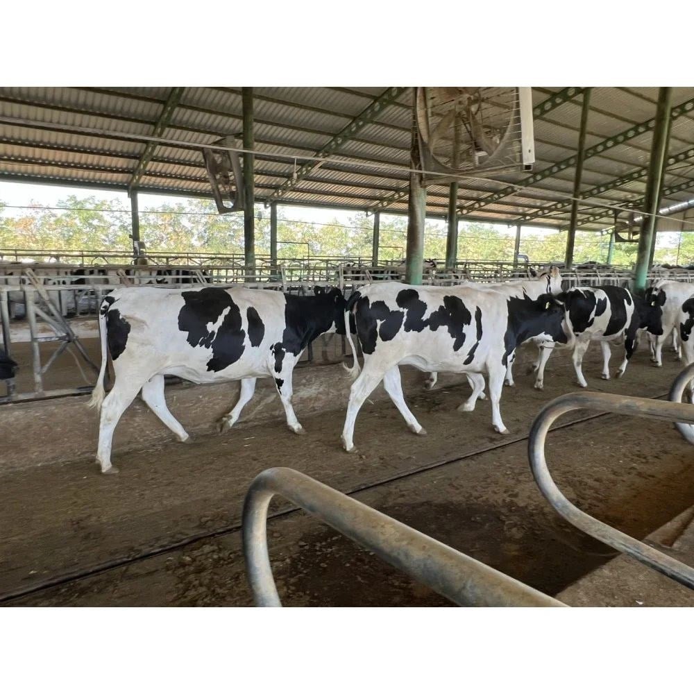 Amasyada Holstein Gebe Düve
