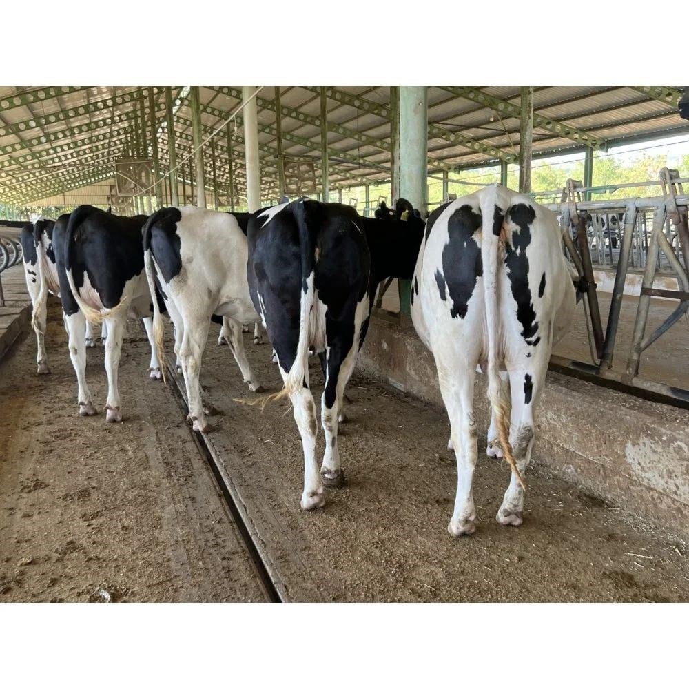 Amasyada Holstein Gebe Düve