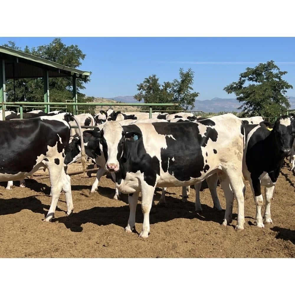 Amasyada Holstein Gebe Düve