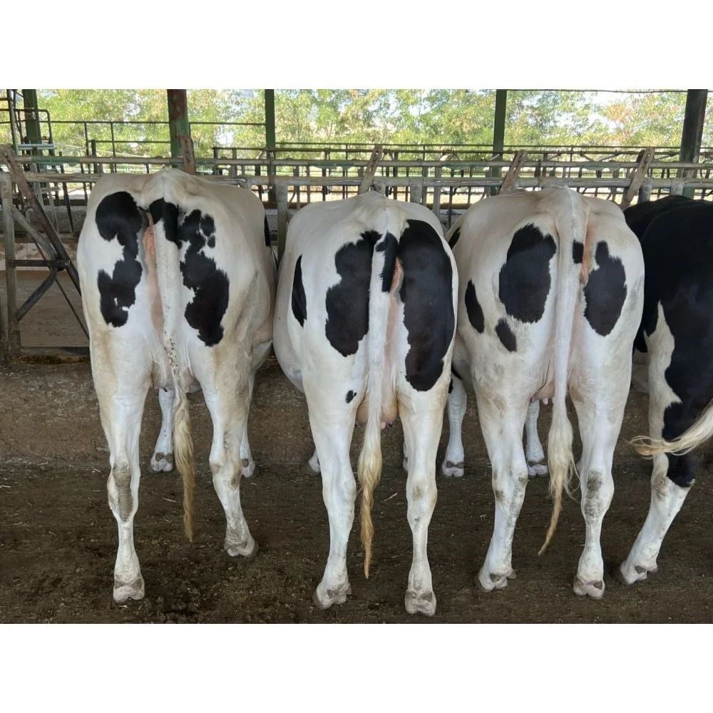 Amasyada Holstein Gebe Düve