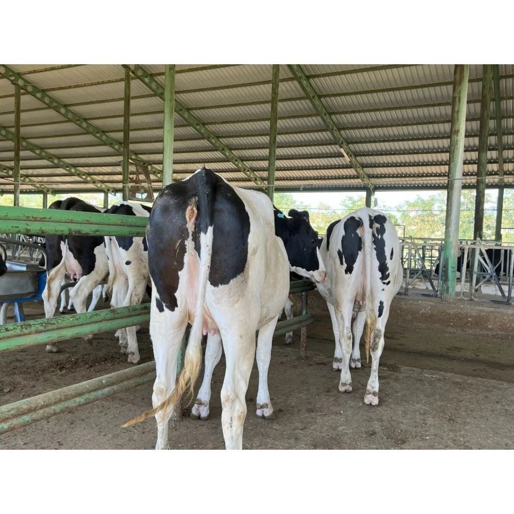 Amasyada Holstein Gebe Düve