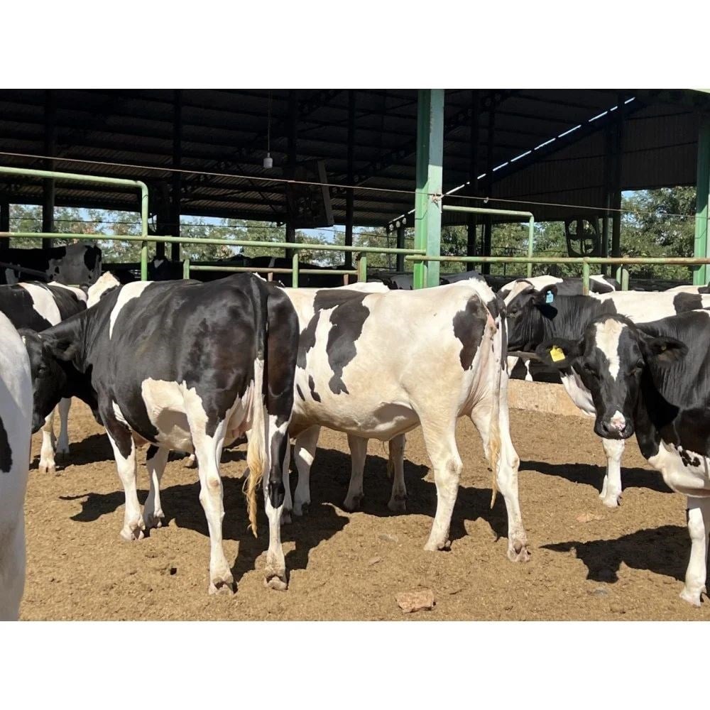 Amasyada Holstein Gebe Düve