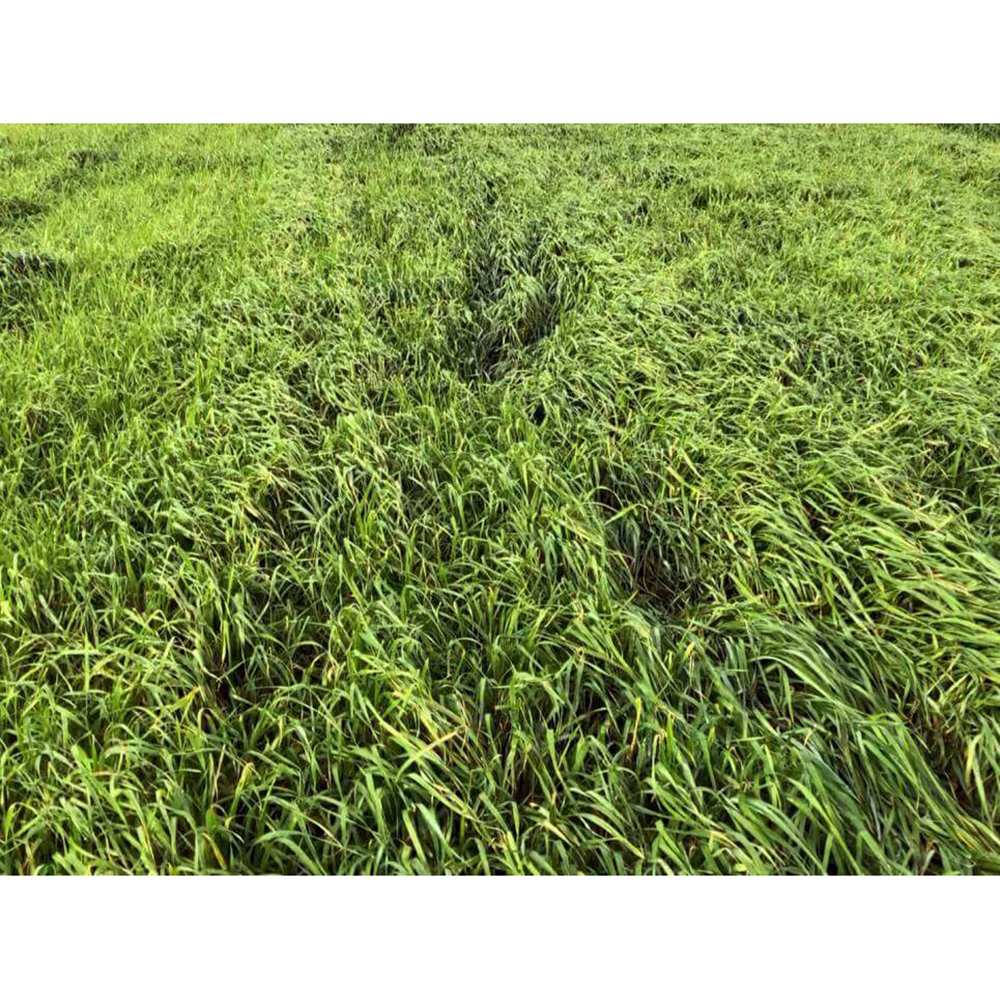 Baqueano İthal Reygras 25 Kg
